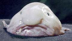 Immagine profilo di blobfish